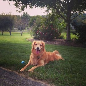 Meet your Posher, Renee